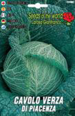 150 Semi/Seeds CAVOLO VERZA Piacenza Invernale