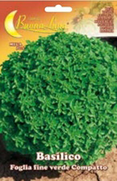 Basilico foglia fine verde compatto.jpg