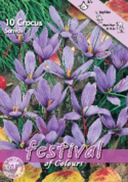 crocus sativus zafferano.jpg