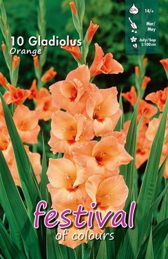 gladioli orange.jpg