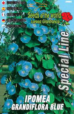 Ipomea grandiflora blue.jpg