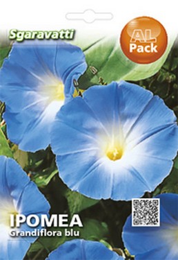 ipomea-grandiflora-blu.jpg